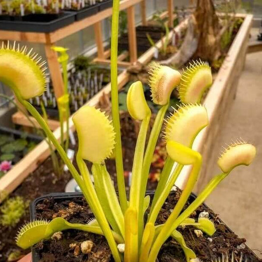 Dionaea SW Giant Venus Flytrap Seeds 