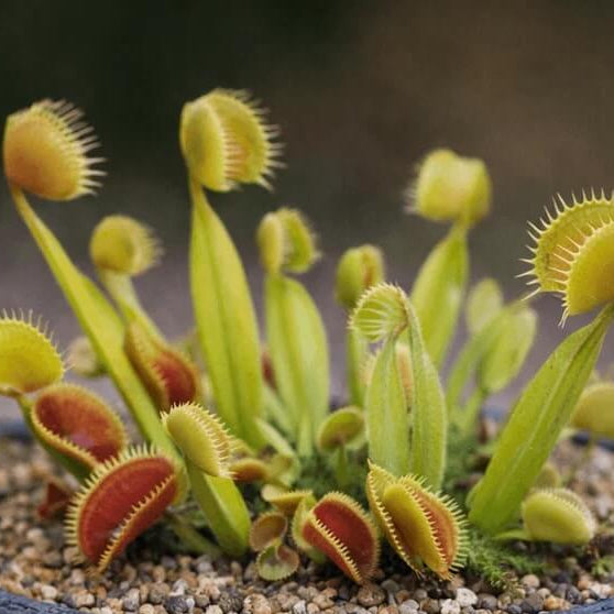 Dionaea Venus Flytrap Seeds 