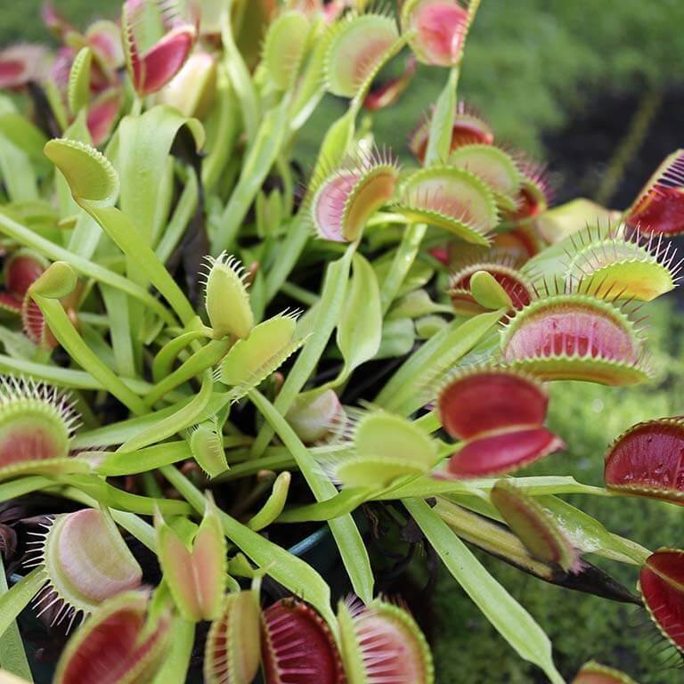 Dionaea Venus Flytrap Seeds 