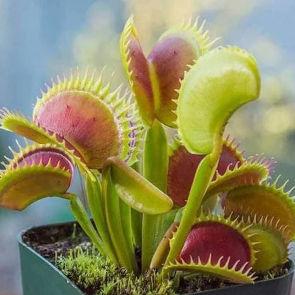 Dionaea Venus Flytrap Seeds 