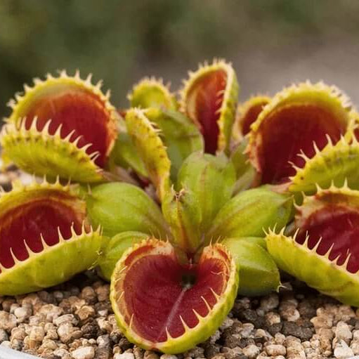 Dionaea Venus Flytrap Seeds 