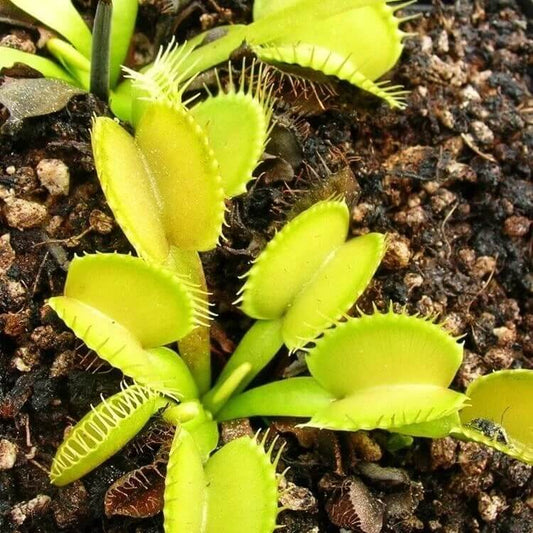Dionaea Yellow Venus Flytrap Seeds