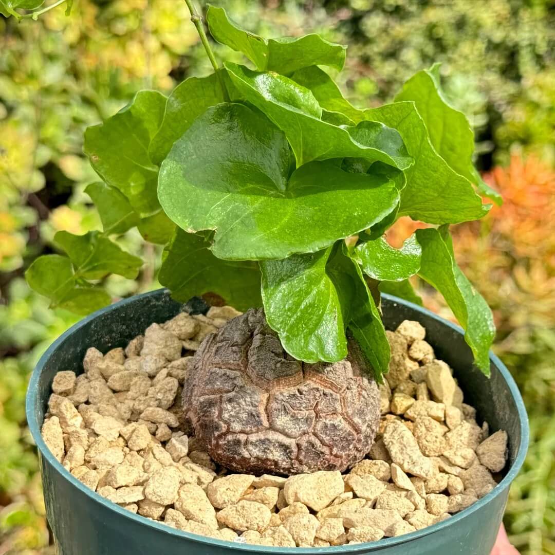 Dioscorea Elephantipes Yam Seeds 
