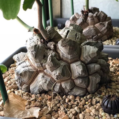 Dioscorea Elephantipes Yam Seeds 