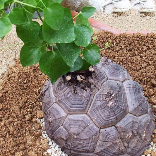 Dioscorea Elephantipes Yam Seeds 