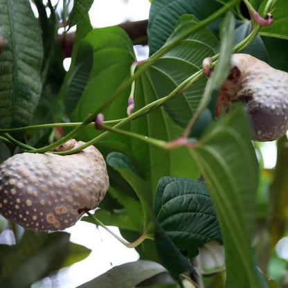 Dioscorea Potato Seeds 
