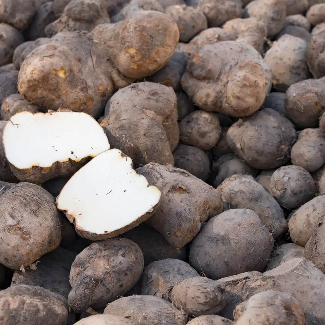 Dioscorea Potato Seeds 