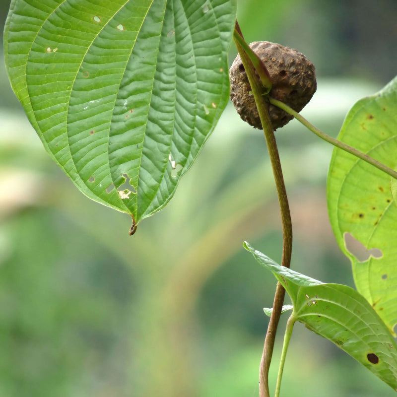 Dioscorea Potato Seeds 