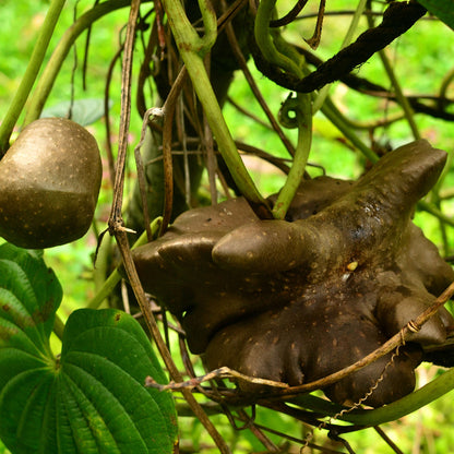 Dioscorea Potato Seeds 
