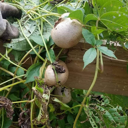 Dioscorea Potato Seeds 