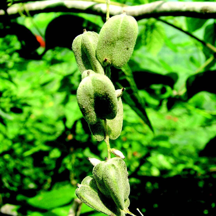 Dioscorea Seeds - Heirloom Vegetable Plant for Home Gardens