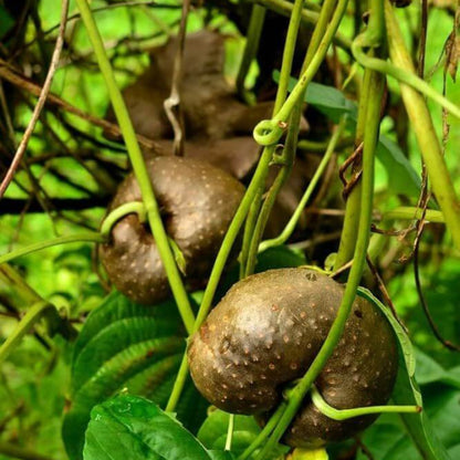Dioscorea Seeds - Heirloom Vegetable Plant for Home Gardens