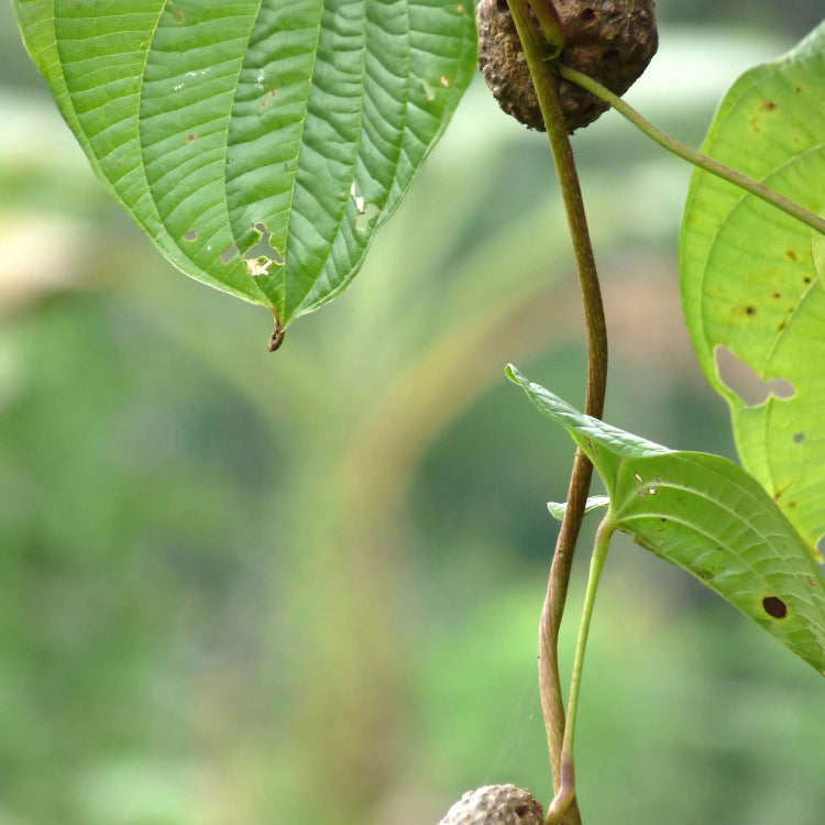 Dioscorea Seeds - Heirloom Vegetable Plant for Home Gardens