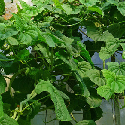 Dioscorea Seeds - Heirloom Vegetable Plant for Home Gardens
