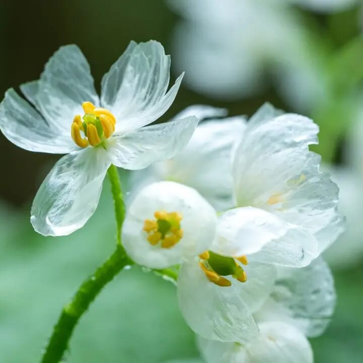 Diphylleia grayi seeds - Flower Plant