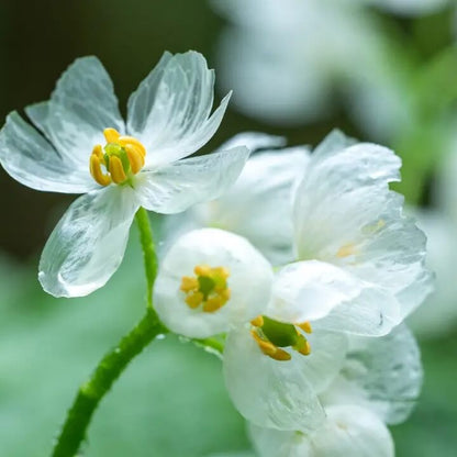 Diphylleia grayi seeds - Flower Plant