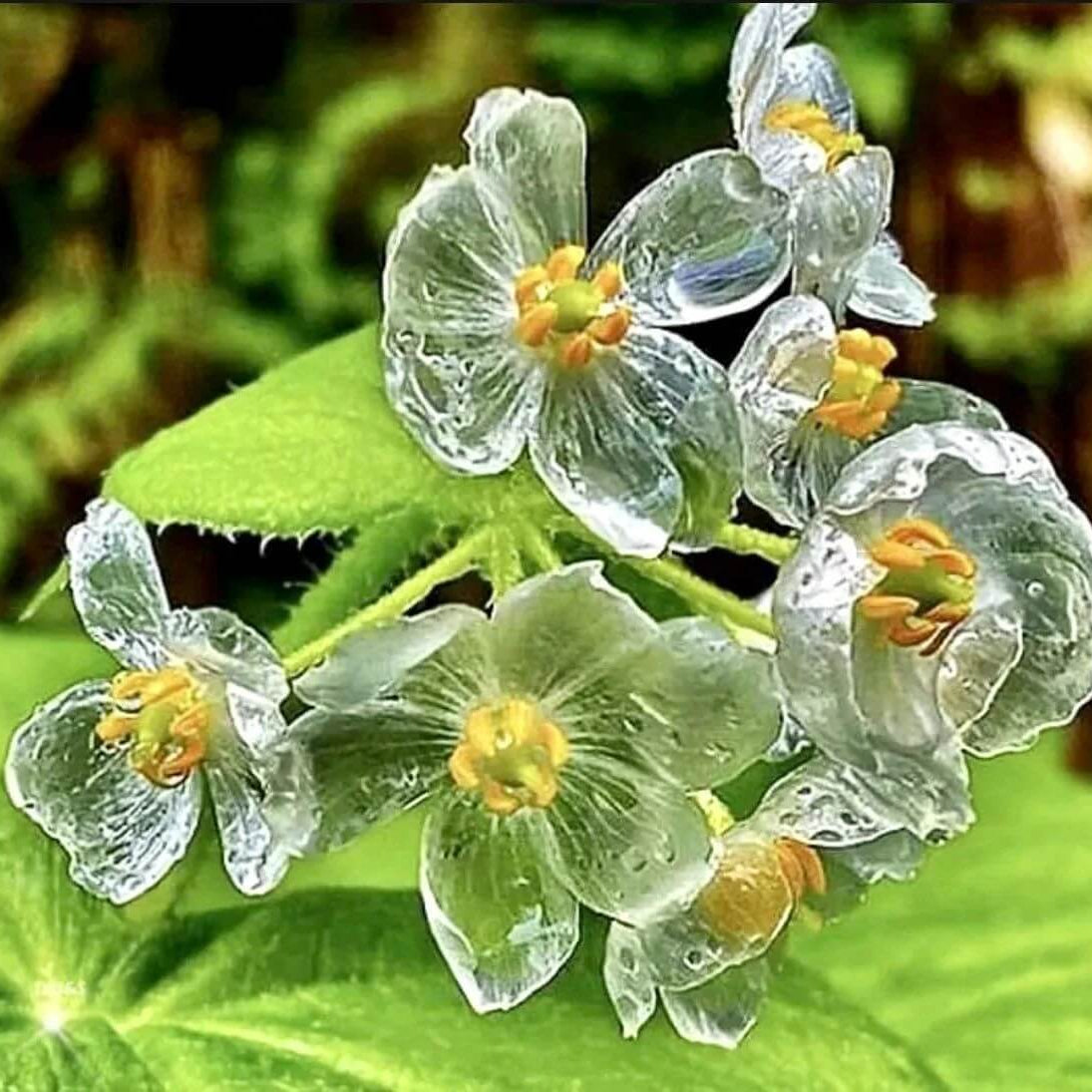 Diphylleia grayi seeds - Flower Plant