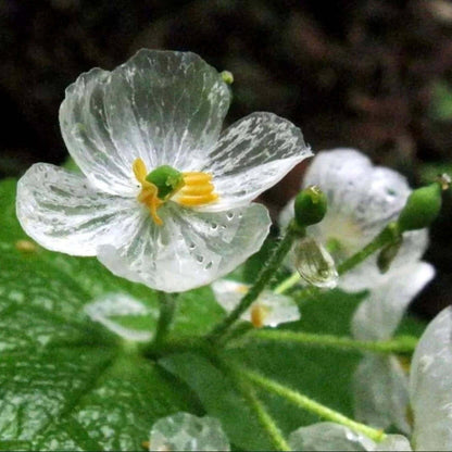Diphylleia grayi seeds - Flower Plant