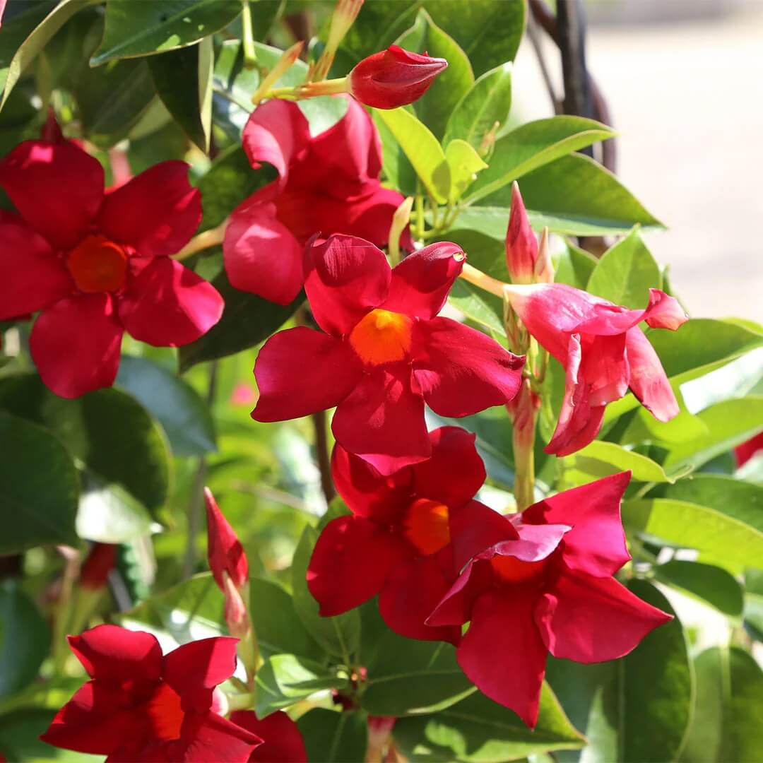Dipladenia Red Seeds