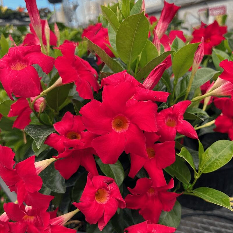 Dipladenia Red Seeds