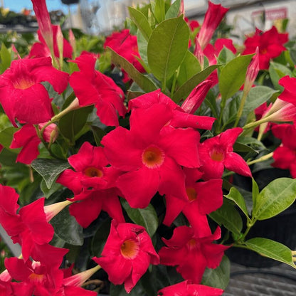 Dipladenia Red Seeds