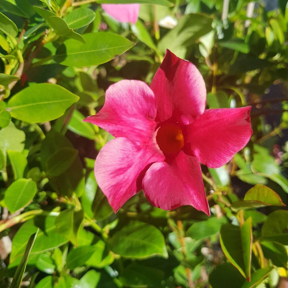 Dipladenia Red Seeds