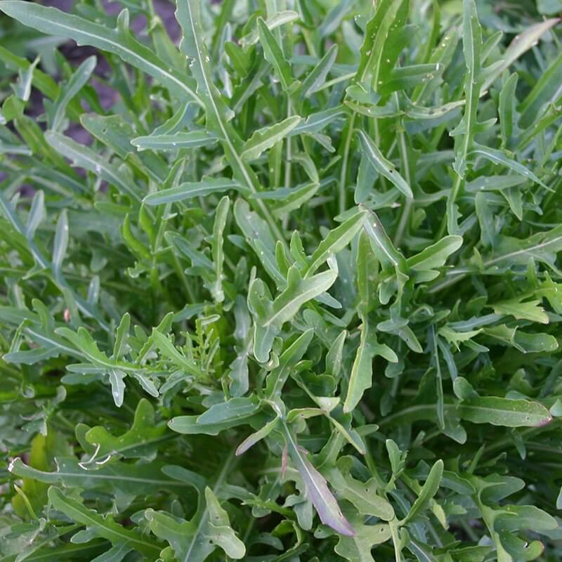 Diplotaxis Tenuifolia Seeds - Heirloom Herbal Plant for Home Gardens