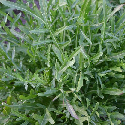 Diplotaxis Tenuifolia Seeds - Heirloom Herbal Plant for Home Gardens