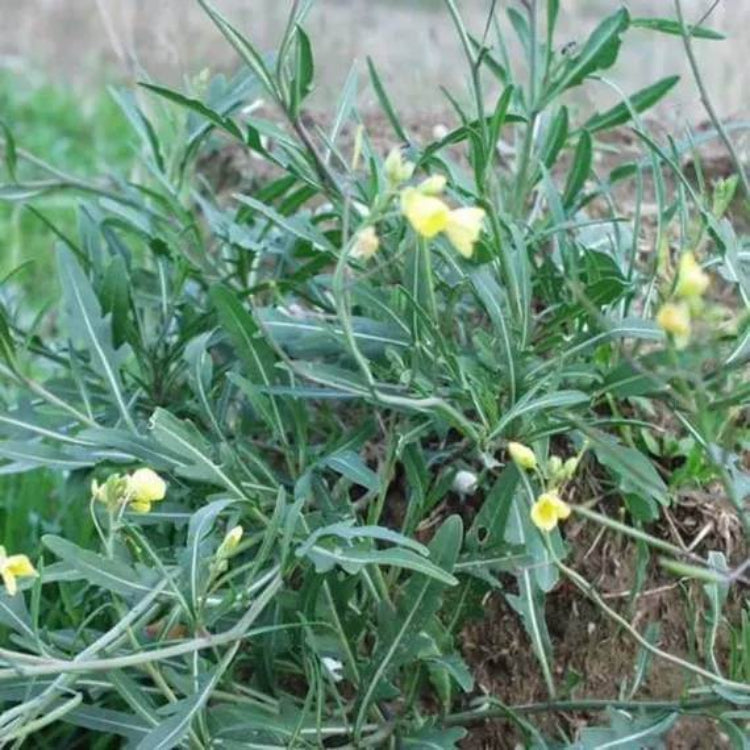 Diplotaxis Tenuifolia Seeds - Heirloom Herbal Plant for Home Gardens