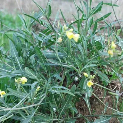 Diplotaxis Tenuifolia Seeds - Heirloom Herbal Plant for Home Gardens