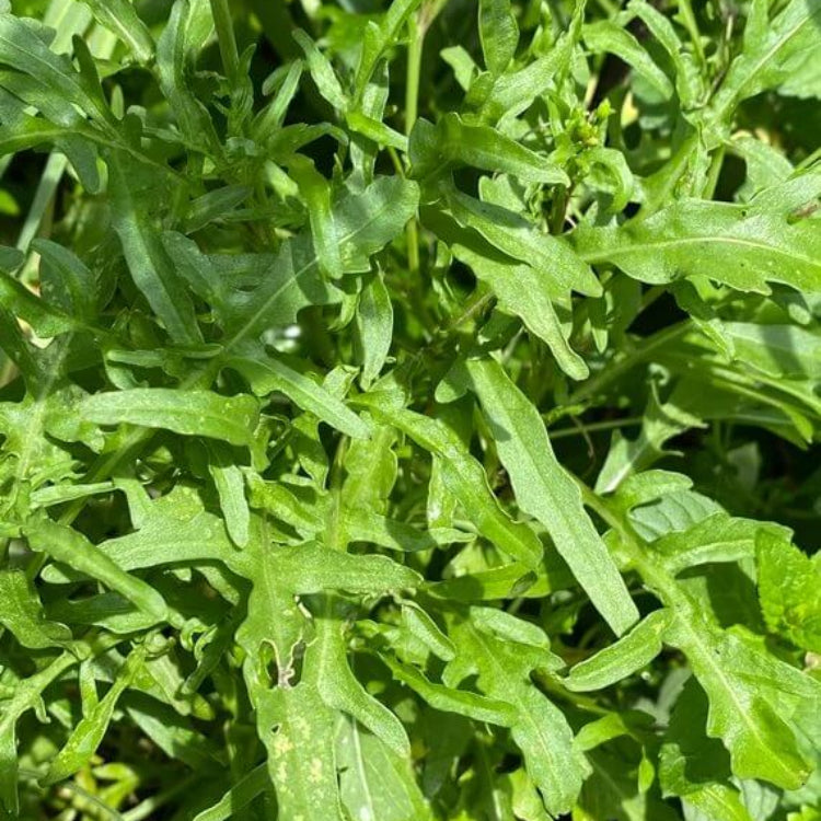 Diplotaxis Tenuifolia Seeds - Heirloom Herbal Plant for Home Gardens