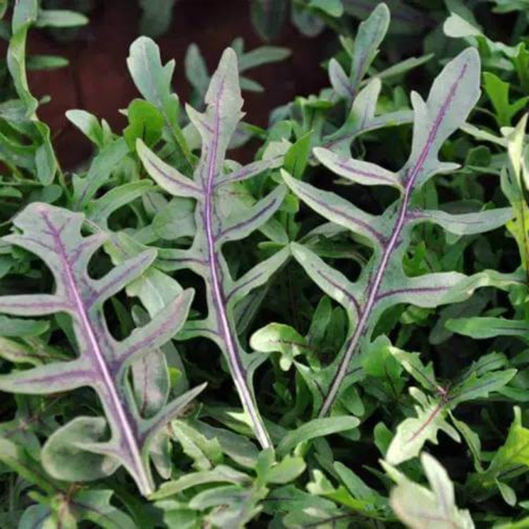 Diplotaxis Tenuifolia Seeds - Heirloom Herbal Plant for Home Gardens