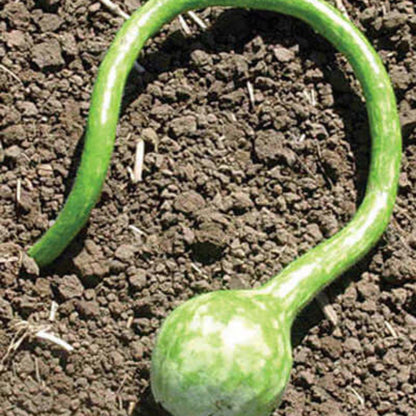 Dipper Gourd Seeds - Vegetable Plant