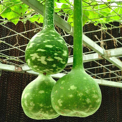 Dipper Gourd Seeds - Vegetable Plant