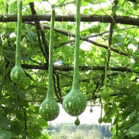 Dipper Gourd Seeds - Vegetable Plant