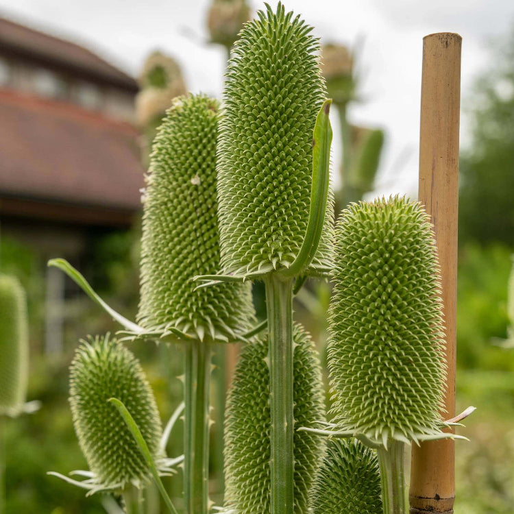 Dipsacus Sativus Seeds - Heirloom Flower Plant for Home Gardens
