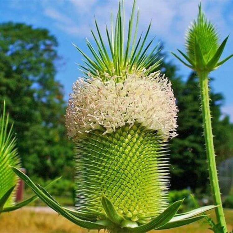Dipsacus Sativus Seeds - Heirloom Flower Plant for Home Gardens