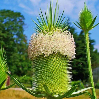 Dipsacus Sativus Seeds - Heirloom Flower Plant for Home Gardens