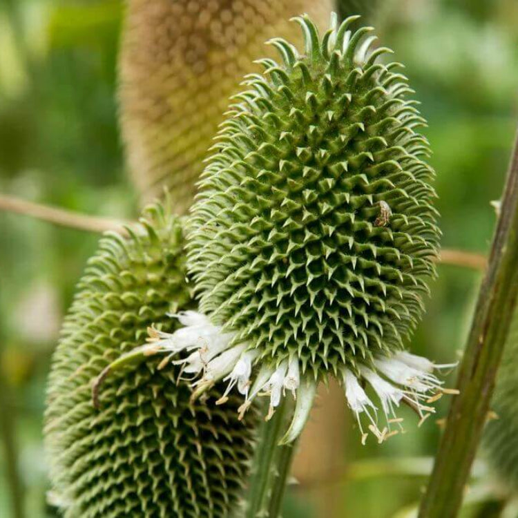 Dipsacus Sativus Seeds - Heirloom Flower Plant for Home Gardens