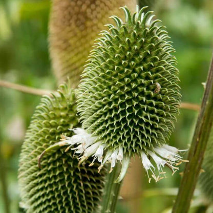 Dipsacus Sativus Seeds - Heirloom Flower Plant for Home Gardens