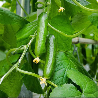 Diva cucumber seeds - Vegetable Plant