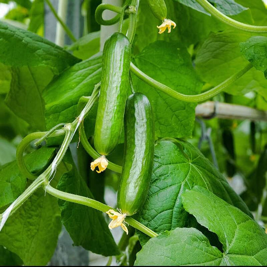 Diva cucumber seeds - Vegetable Plant