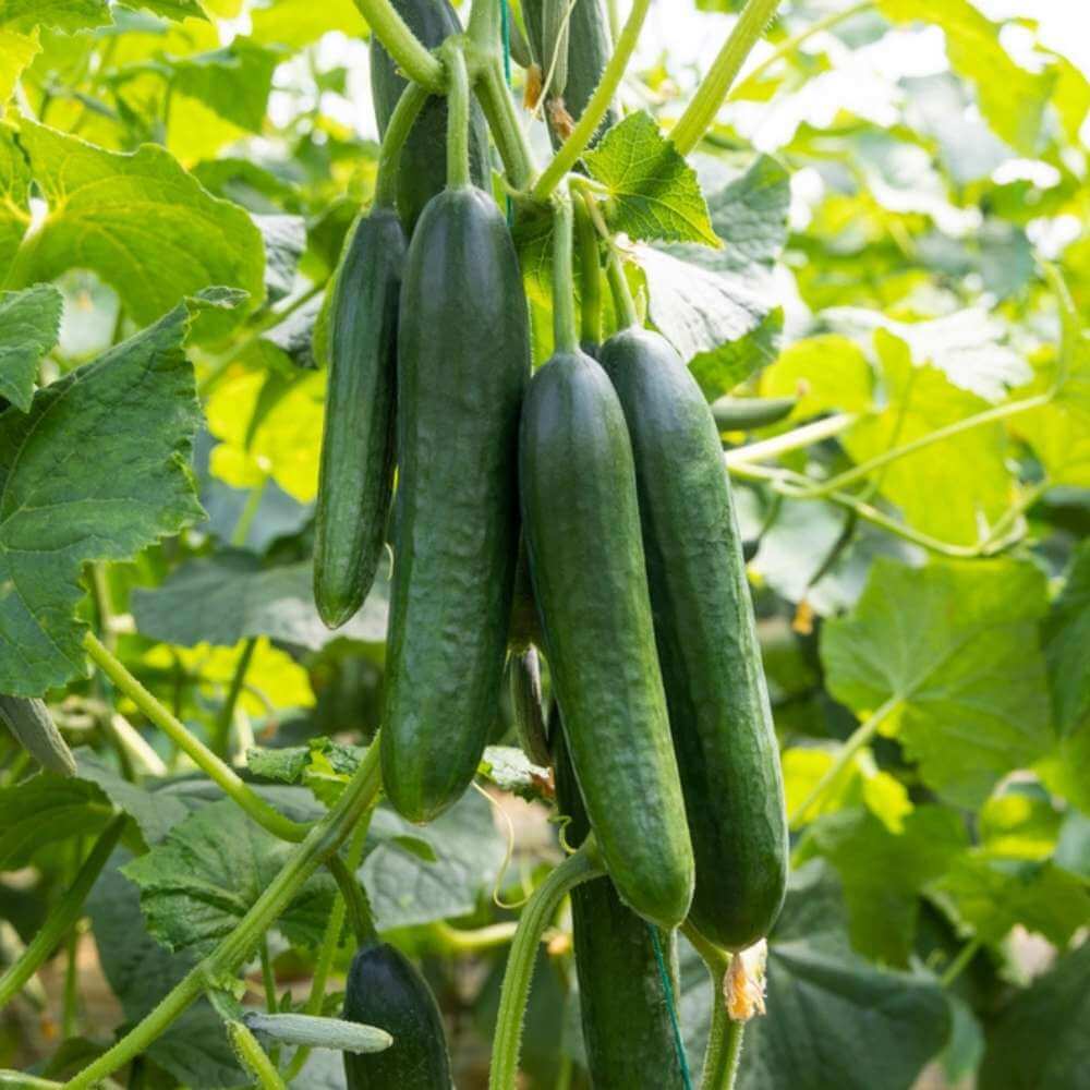 Diva cucumber seeds - Vegetable Plant