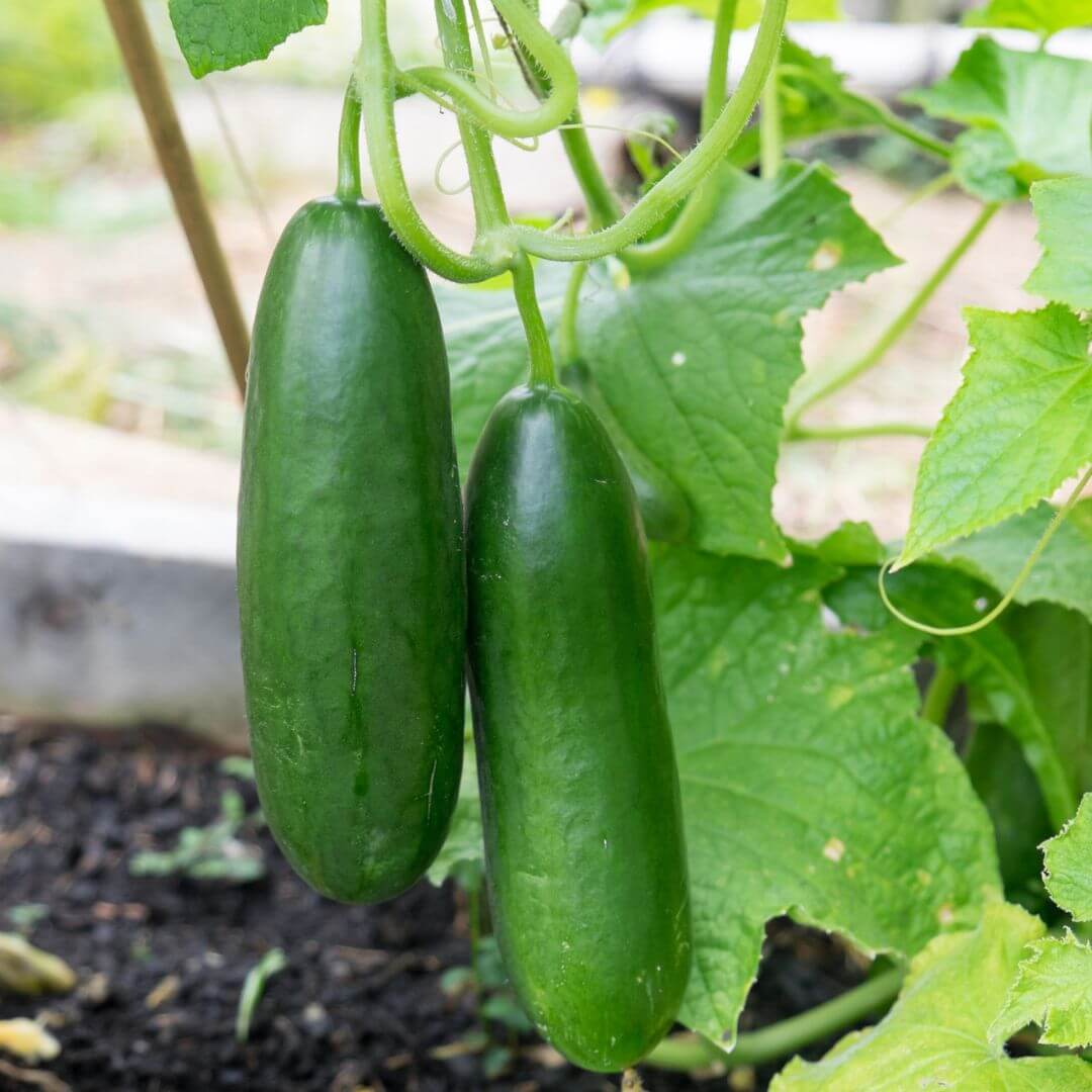 Diva cucumber seeds - Vegetable Plant