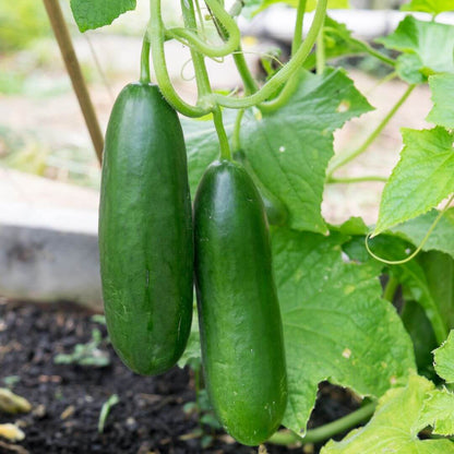 Diva cucumber seeds - Vegetable Plant