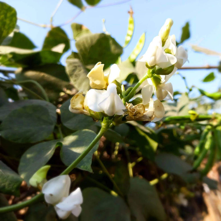 Dixie Butterpea Seeds - Heirloom Flower Plant for Home Gardens