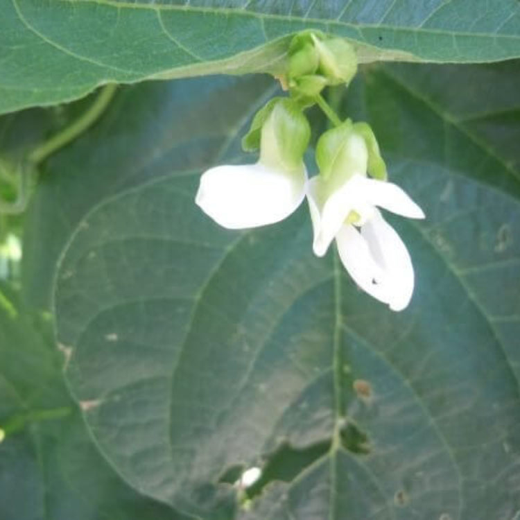 Dixie Butterpea Seeds - Heirloom Flower Plant for Home Gardens