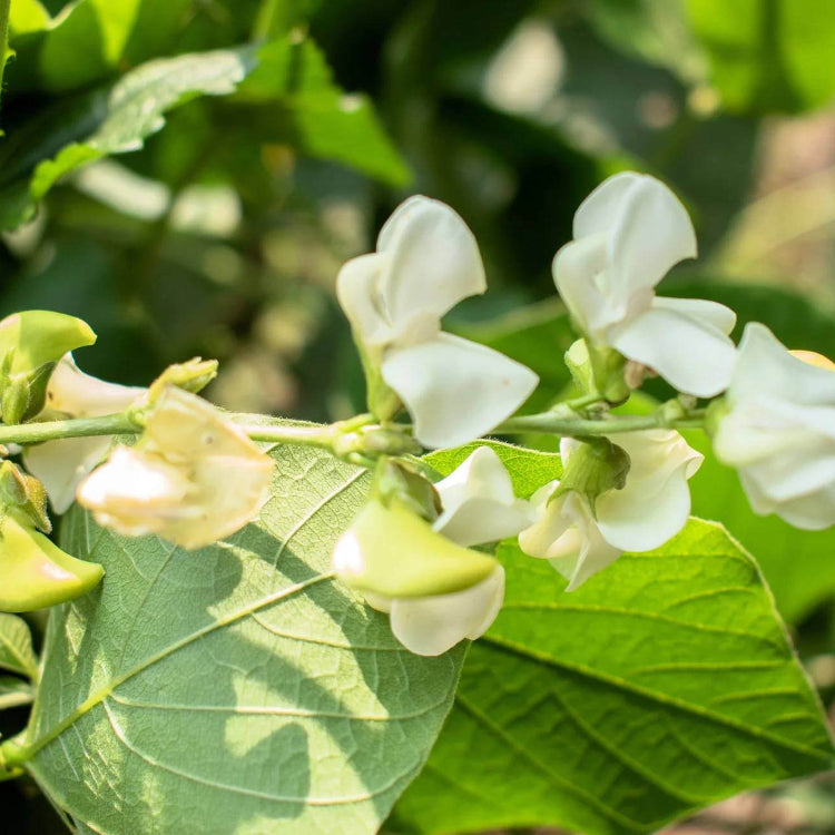 Dixie Butterpea Seeds - Heirloom Flower Plant for Home Gardens