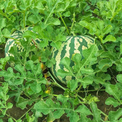 Dixie Watermelon Seeds - Heirloom Fruit Plant for Home Gardens