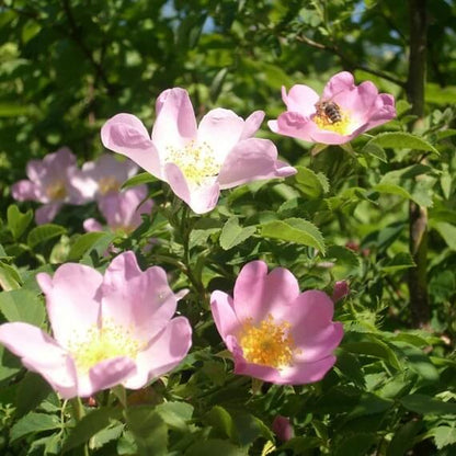 Dog rose seeds - Flower Plant